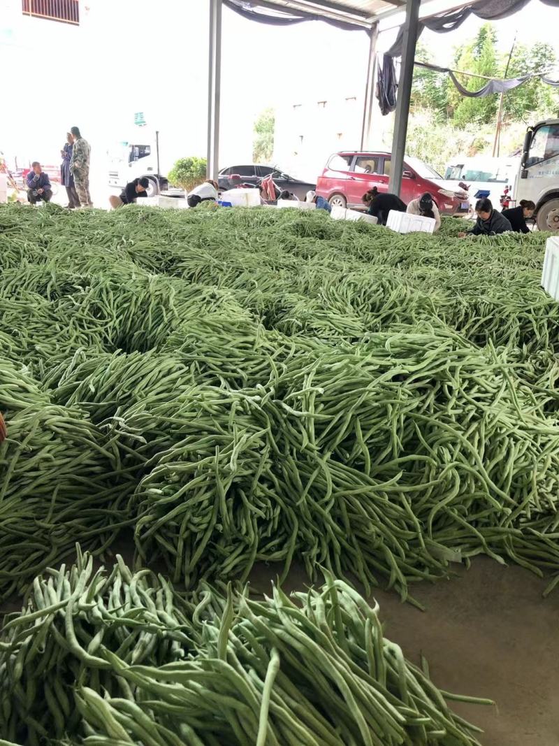 精品豆角，脱水豆角