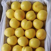 黄金油桃大量上市了，南方的优选品种！。。。
