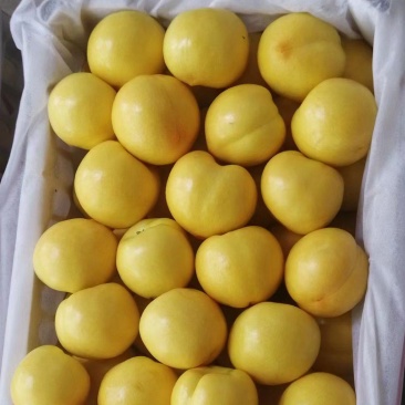 黄金油桃大量上市了，南方的优选品种！。。。