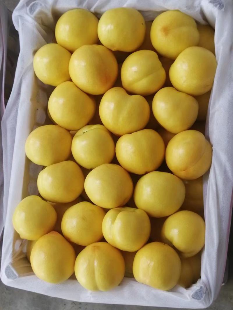 黄金油桃大量上市了，南方的优选品种！。。。