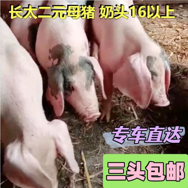 《长太母猪》3头包邮买10头送一头原种长太二元母猪