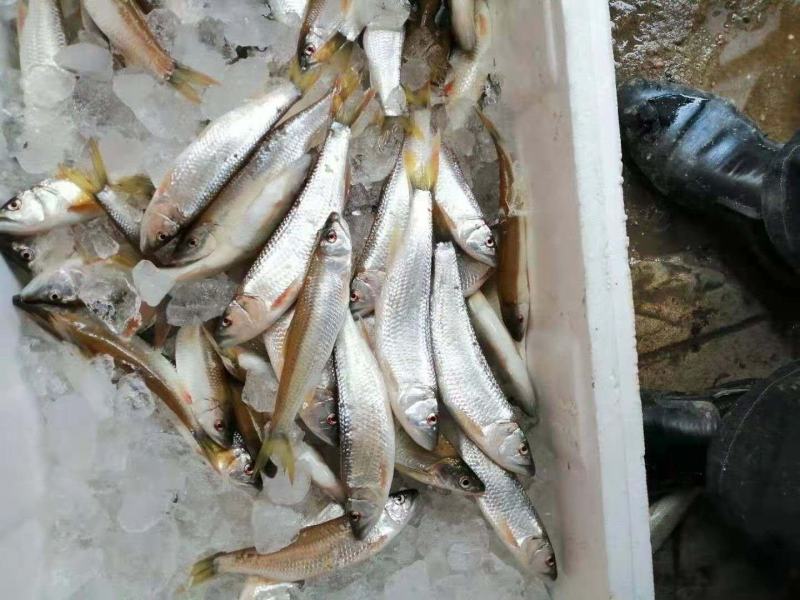 马口鱼1两以上去脏干净新货一手货源