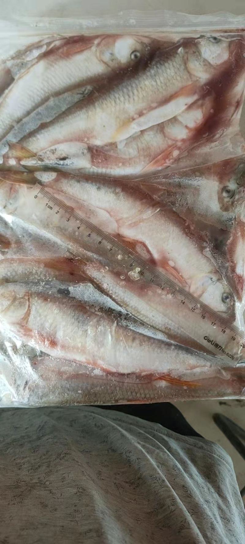 马口鱼1两以上去脏干净新货一手货源