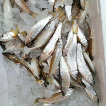马口鱼1两以上去脏干净新货一手货源