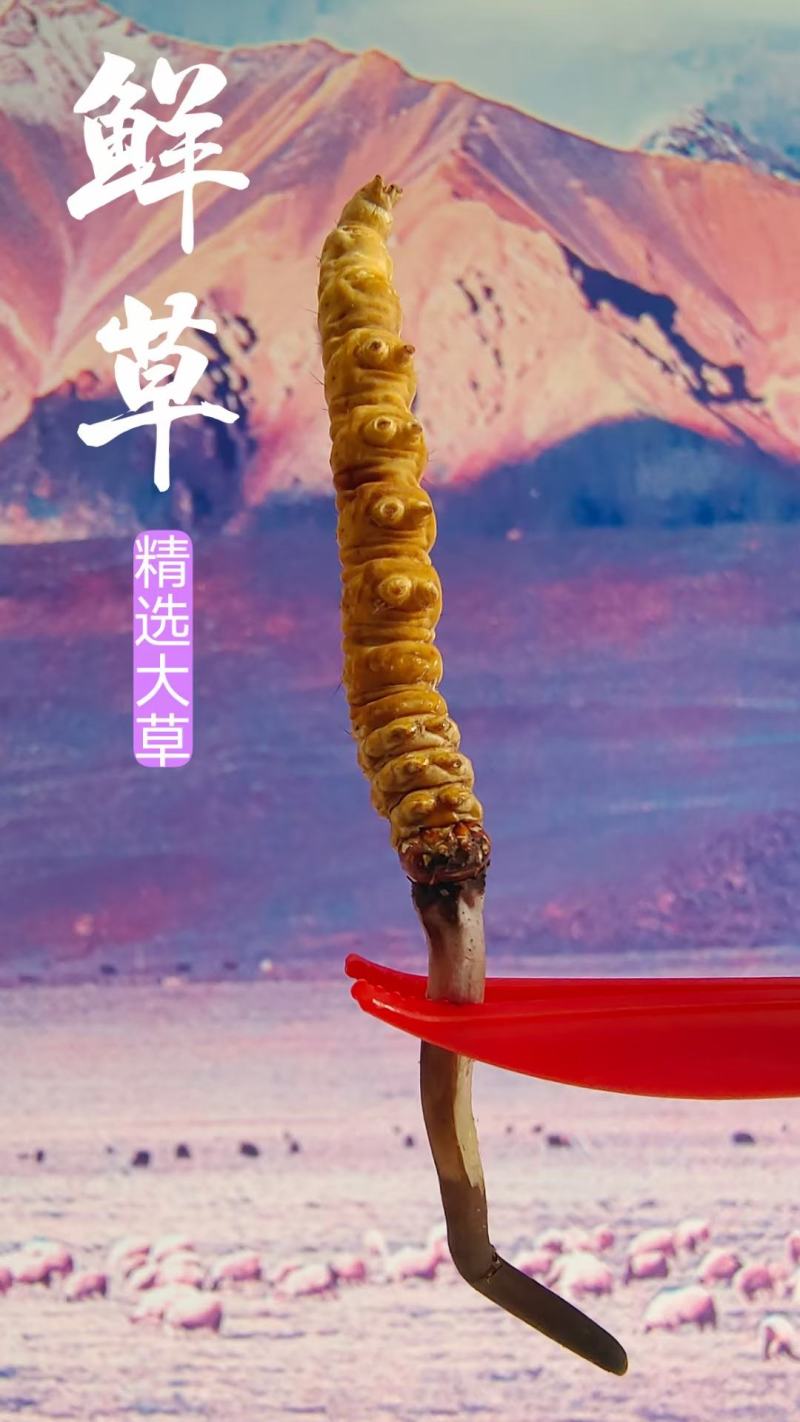 真空包装人工冻干养殖鲜货正宗现货冬虫夏草断包赔