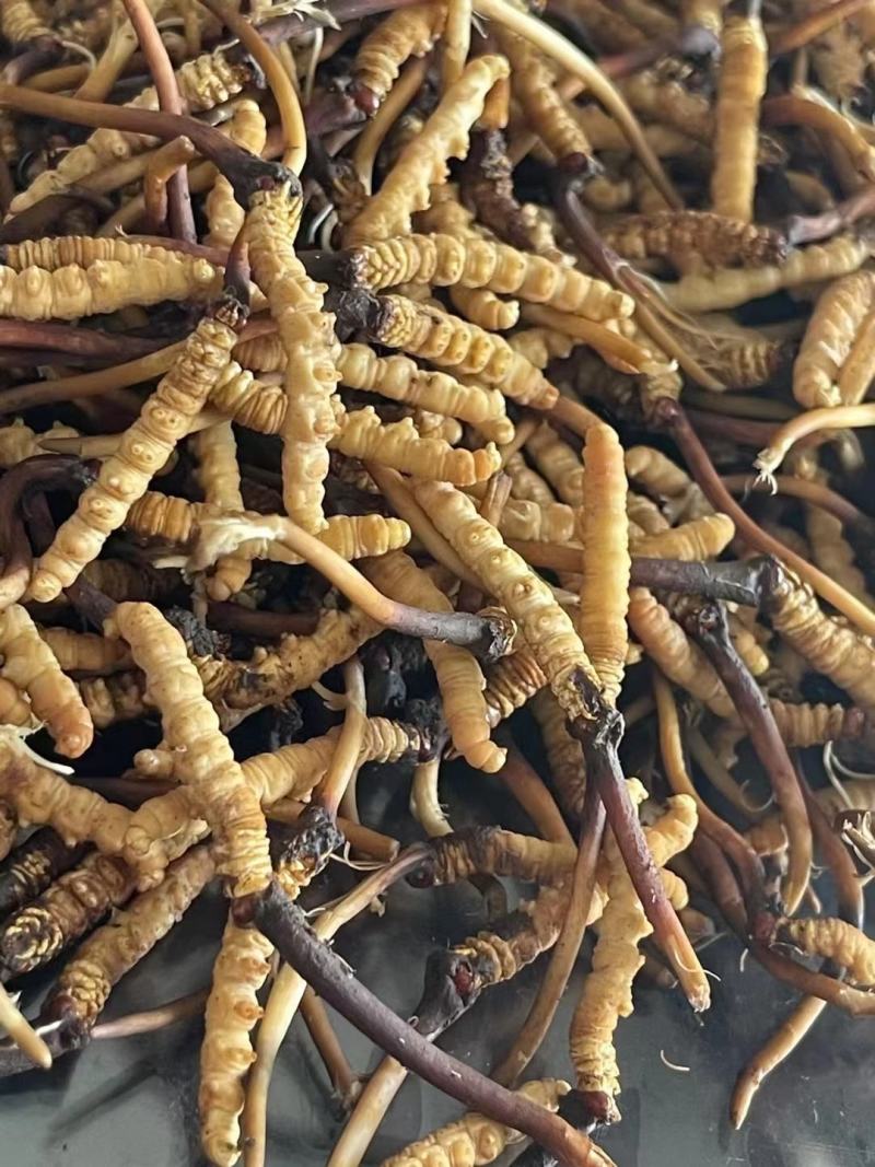 真空包装人工冻干养殖鲜货正宗现货冬虫夏草断包赔