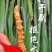 真空包装人工冻干养殖鲜货正宗现货冬虫夏草断包赔