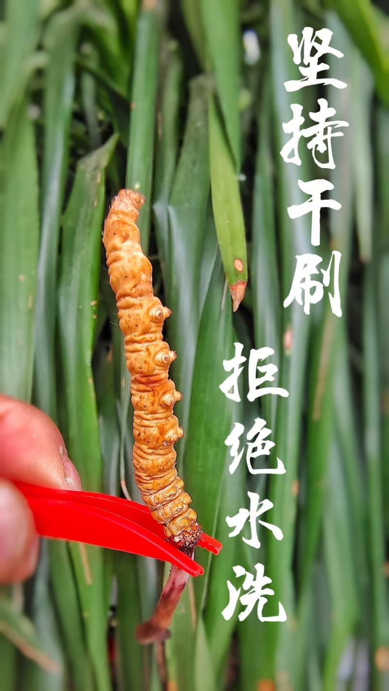 真空包装人工冻干养殖鲜货正宗现货冬虫夏草断包赔