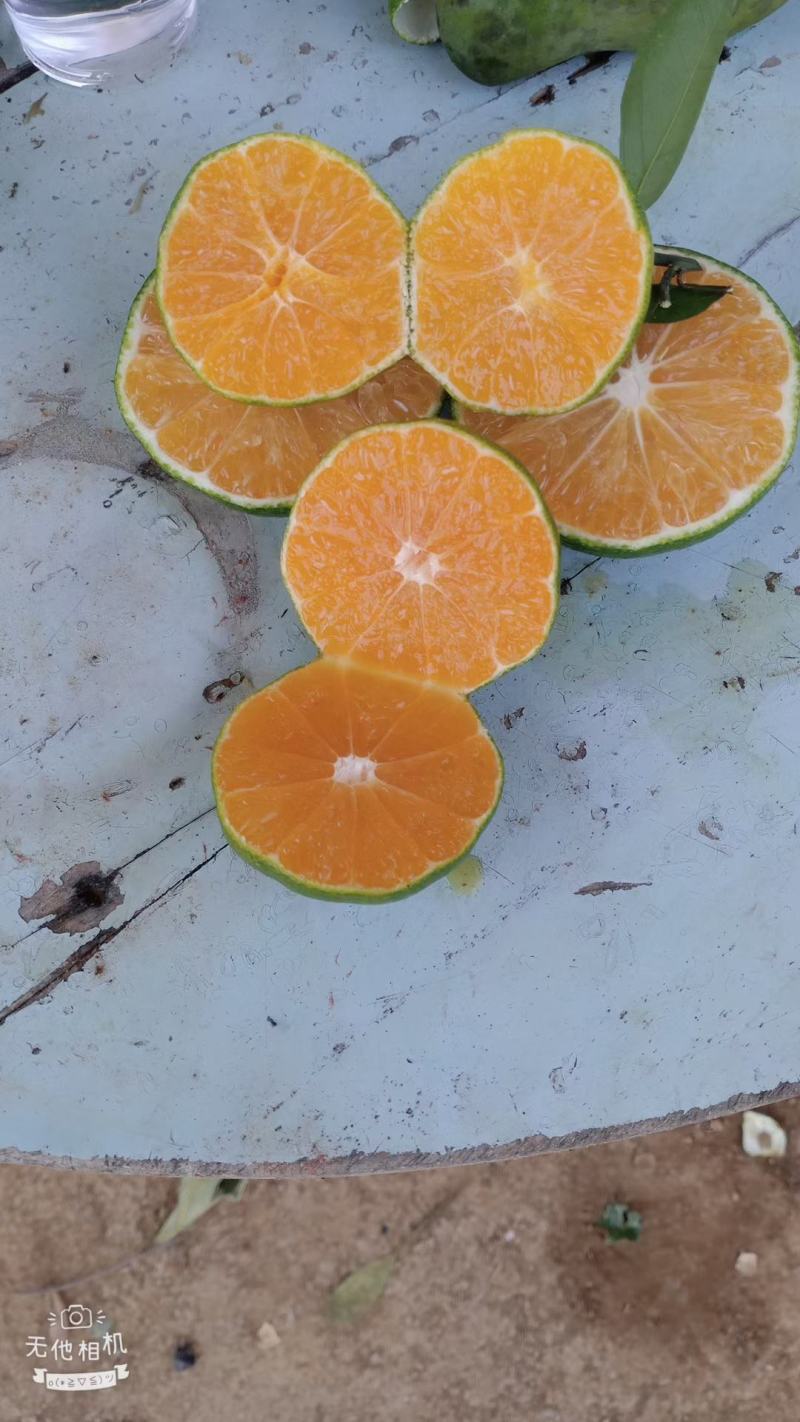 广西南宁崇左龙州县早熟柑，温州柑，青皮蜜橘7月1号