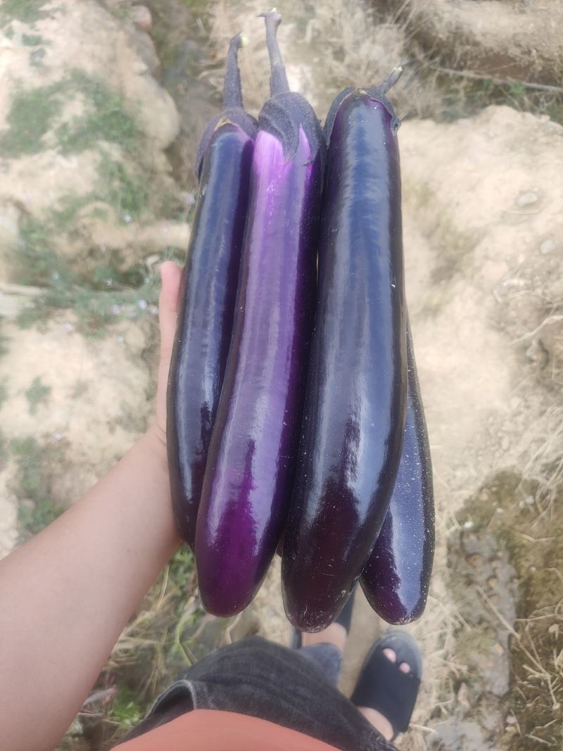 云南精品长茄子大小均匀需要的老板可以到产地考察
