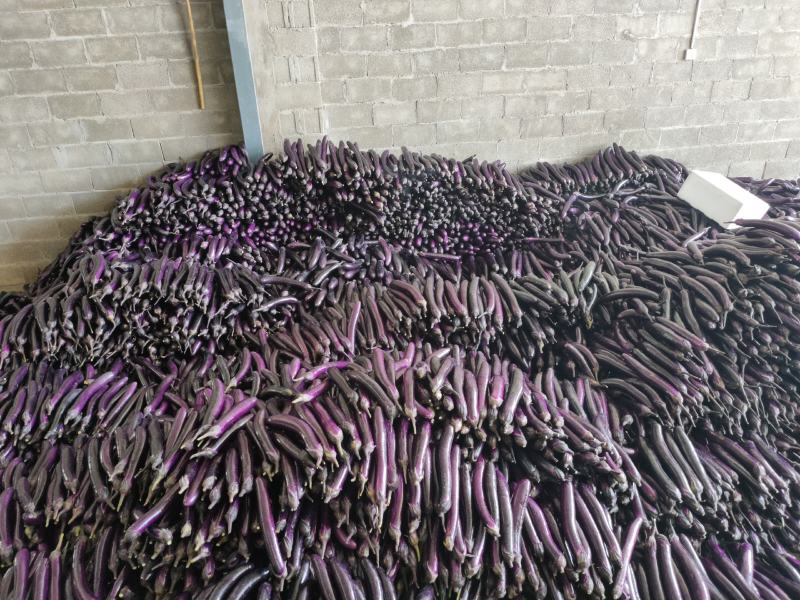 云南精品长茄子大小均匀需要的老板可以到产地考察