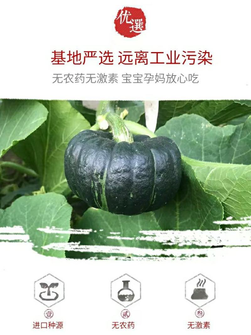 真贝贝小南瓜正宗板栗味源头一件代发包邮接直播团购平台