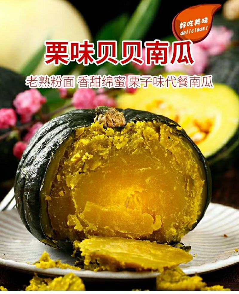 真贝贝小南瓜正宗板栗味源头一件代发包邮接直播团购平台