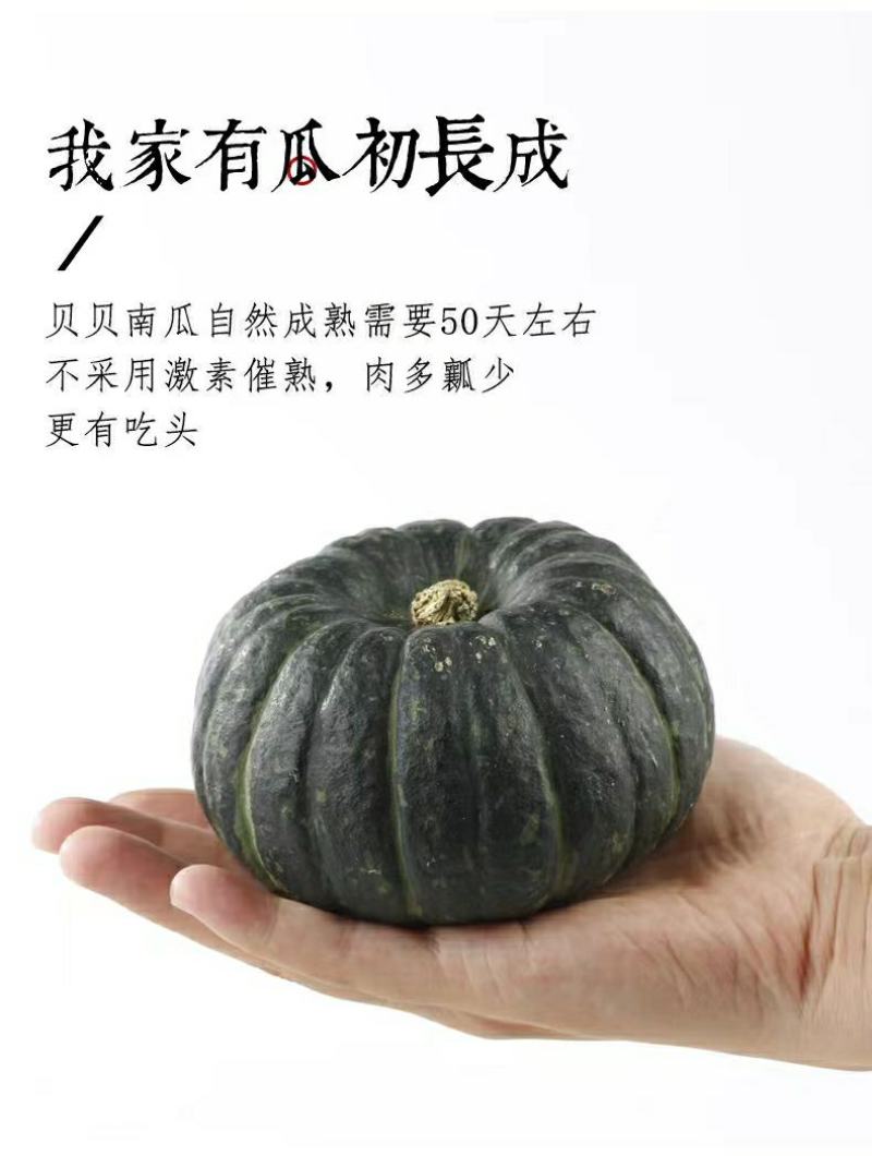 真贝贝小南瓜正宗板栗味源头一件代发包邮接直播团购平台