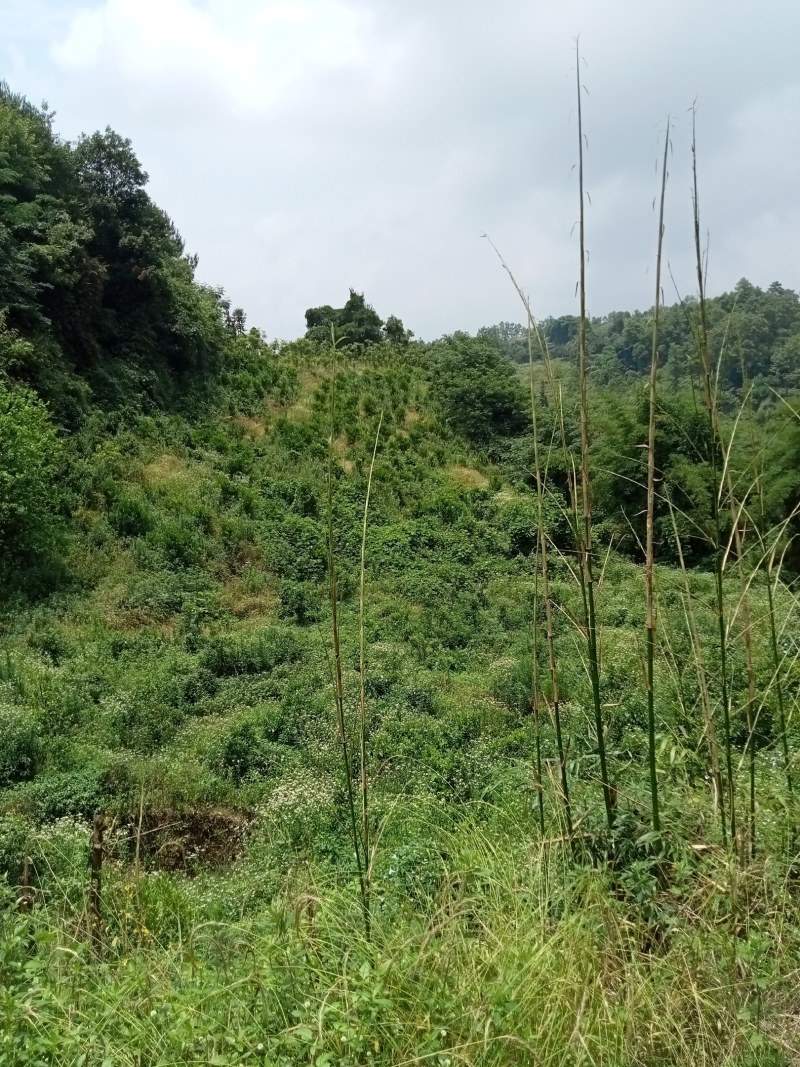 粑粑柑