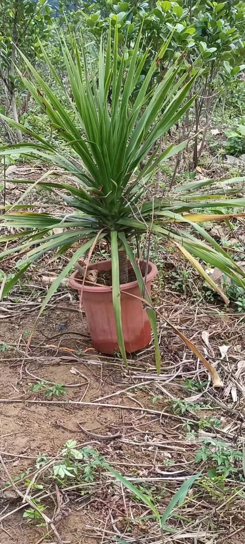 龙血树