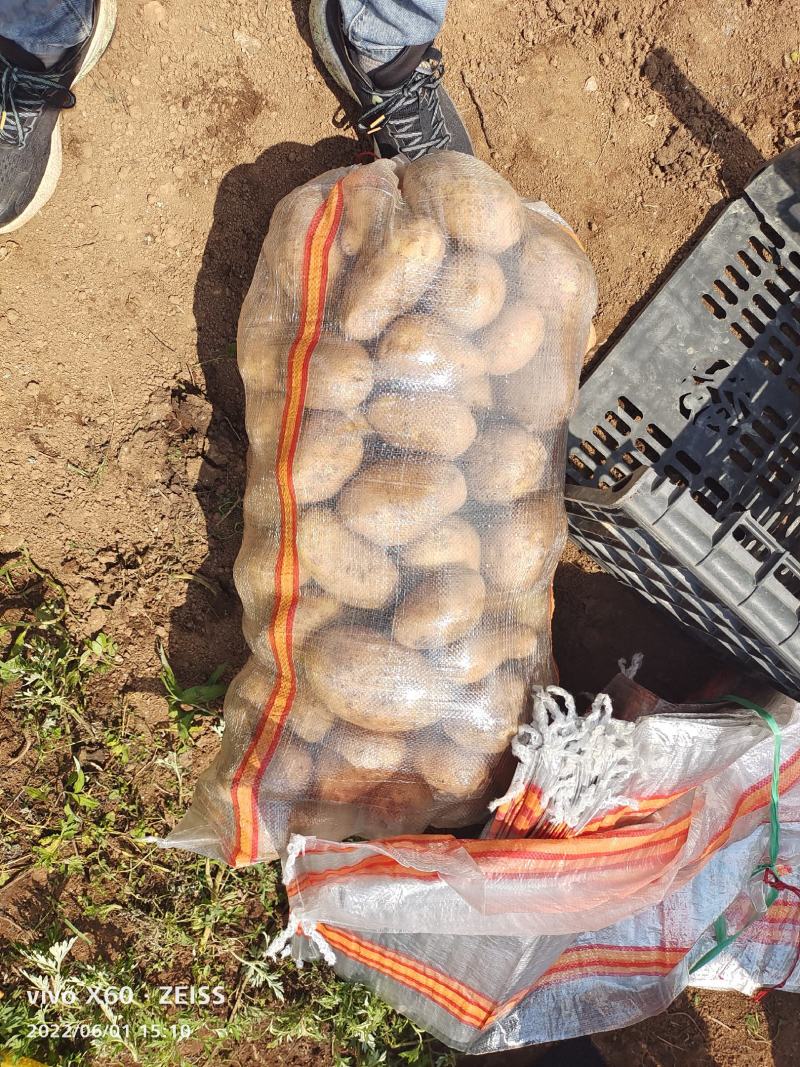 土豆大量供应，产地直销、质量保证、支持各种包装、欢迎采购
