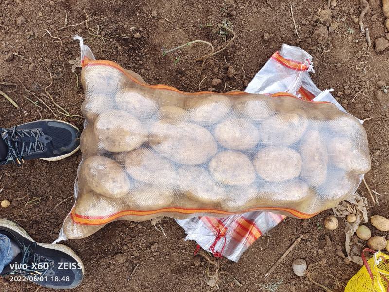 土豆大量供应、产地直销、质量保证、支持各种包装、欢迎采购
