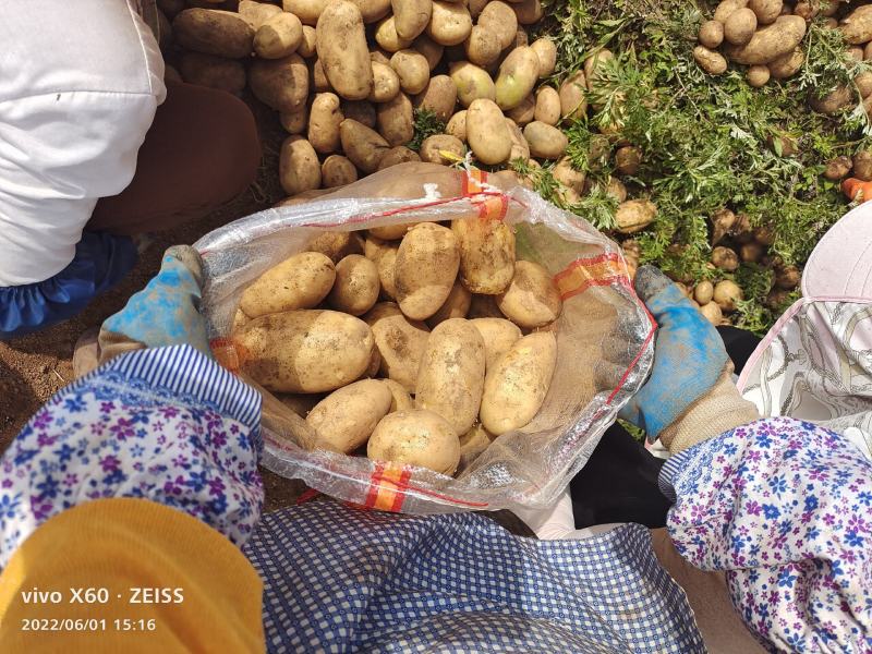 土豆大量供应、产地直销、质量保证、支持各种包装、欢迎采购