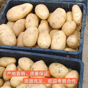 土豆大量供应、产地直销、质量保证、支持各种包装、欢迎采购