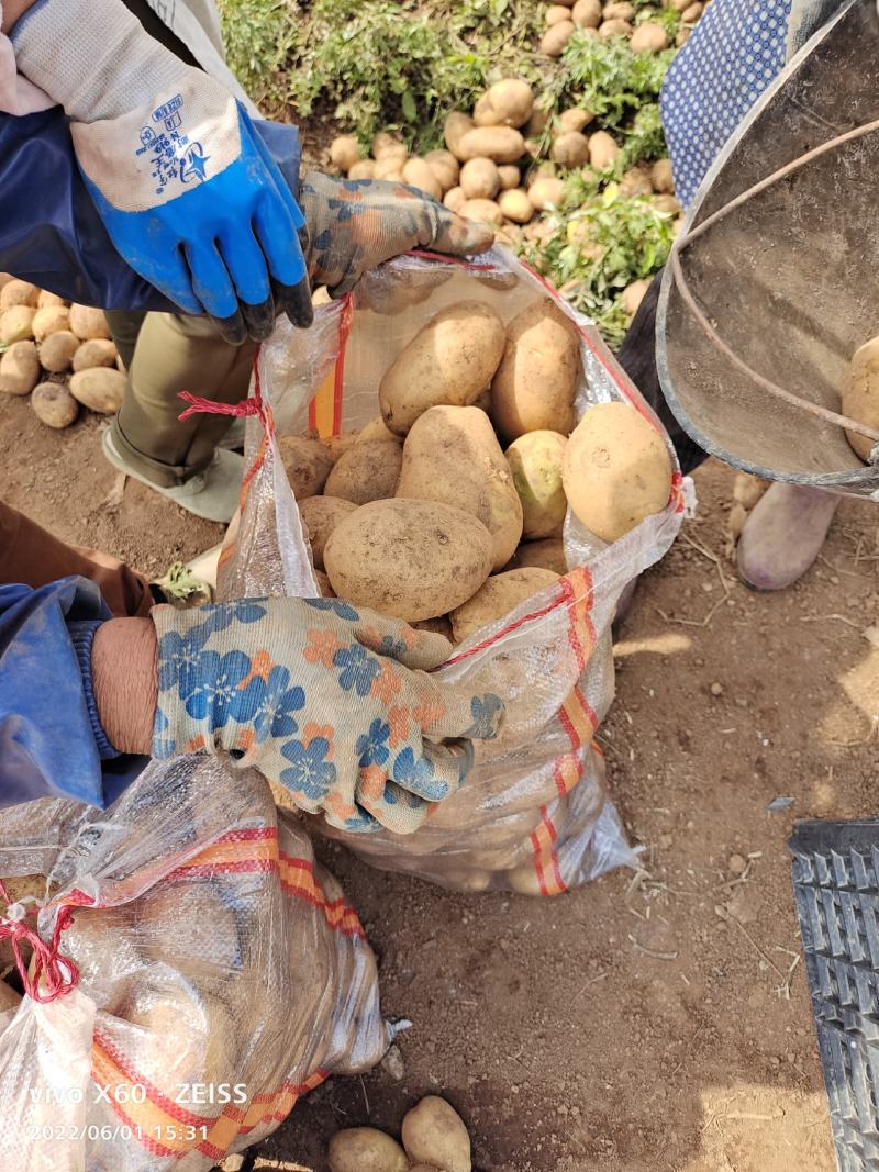 土豆大量供应、产地直销、质量保证、支持各种包装、欢迎采购
