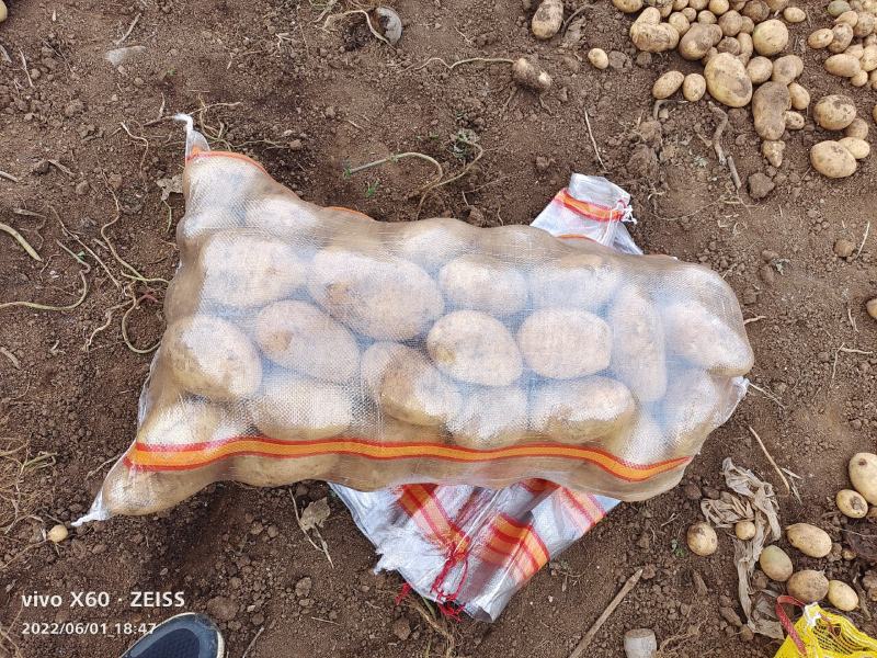土豆大量供应、产地直销、质量保证、支持各种包装、欢迎采购