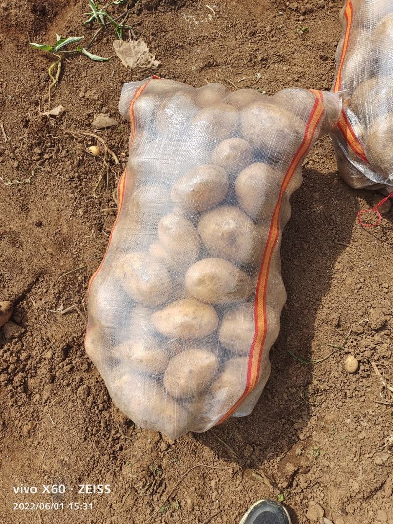 土豆大量供应、产地直销、质量保证、支持各种包装、欢迎采购