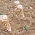 土豆大量供应、产地直销、质量保证、支持各种包装、欢迎采购