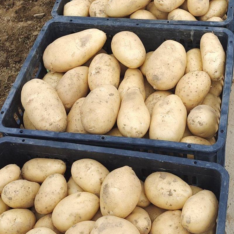 土豆大量供应、产地直销、质量保证、支持各种包装、欢迎采购