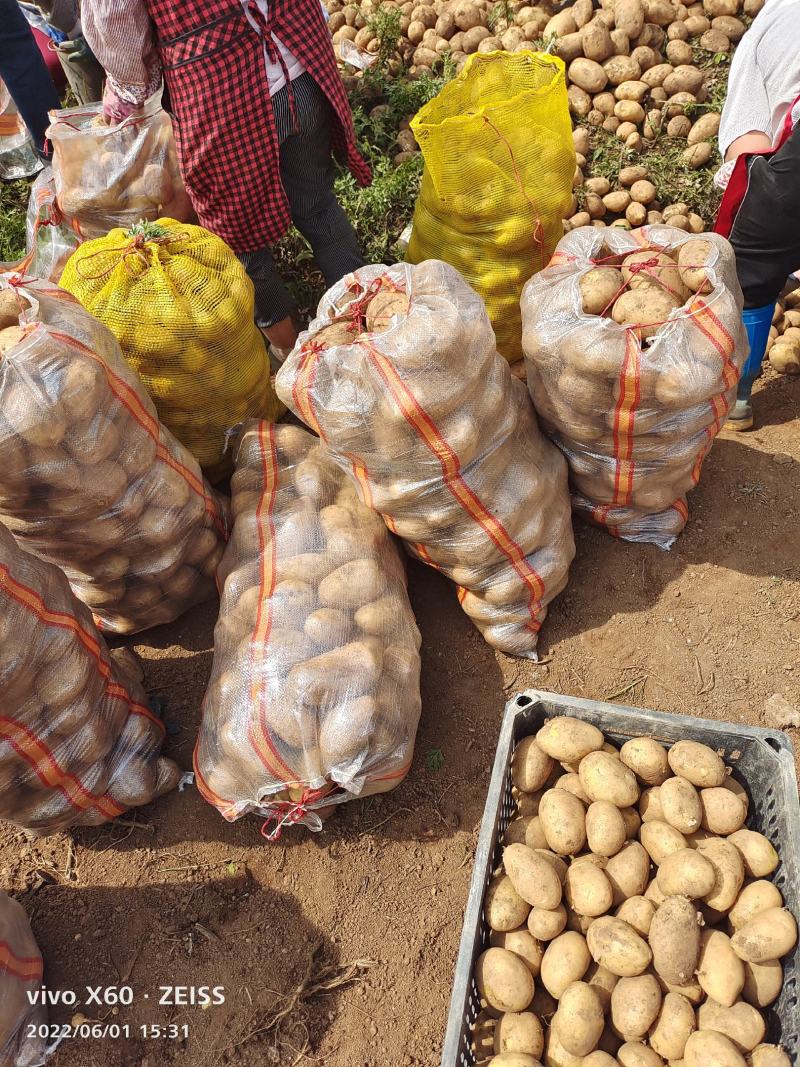 土豆大量供应、产地直销、质量保证、支持各种包装、欢迎采购