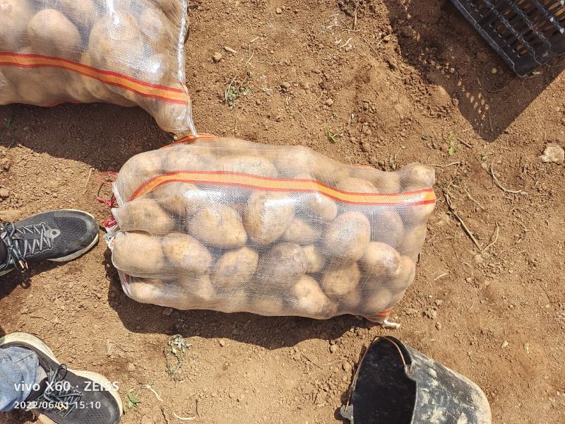 土豆大量供应、产地直销、质量保证、支持各种包装、欢迎采购