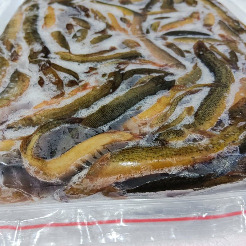 鲜冻台湾泥鳅海宝湾冻品