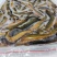 鲜冻台湾泥鳅海宝湾冻品