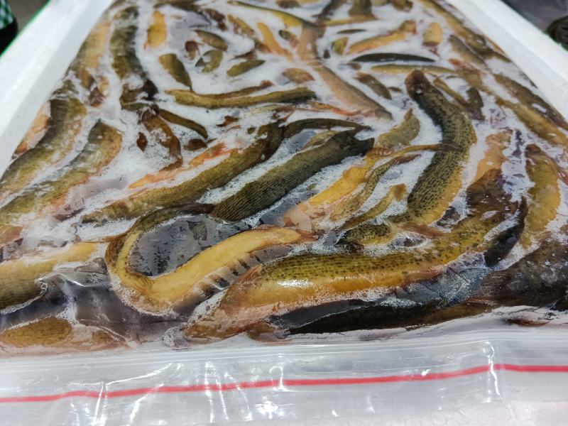 鲜冻台湾泥鳅海宝湾冻品