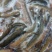 鲜冻台湾泥鳅海宝湾冻品