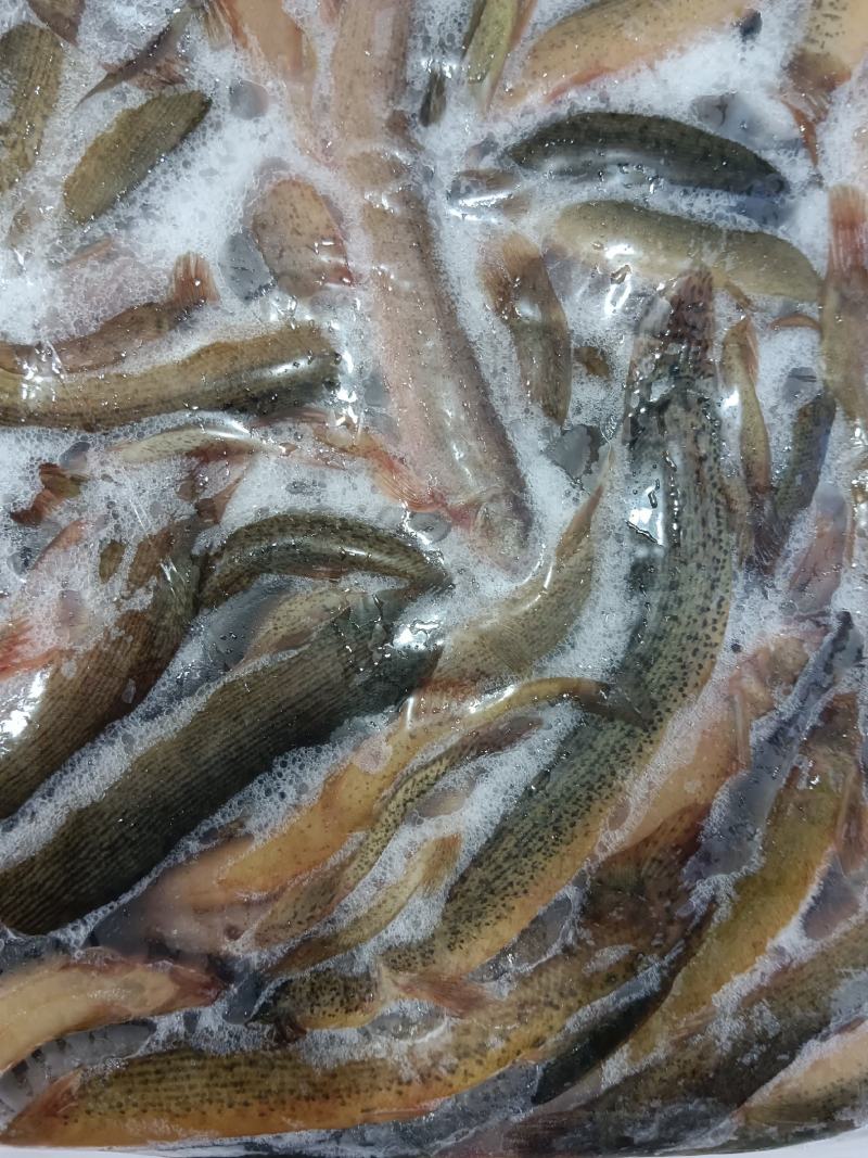 鲜冻台湾泥鳅海宝湾冻品
