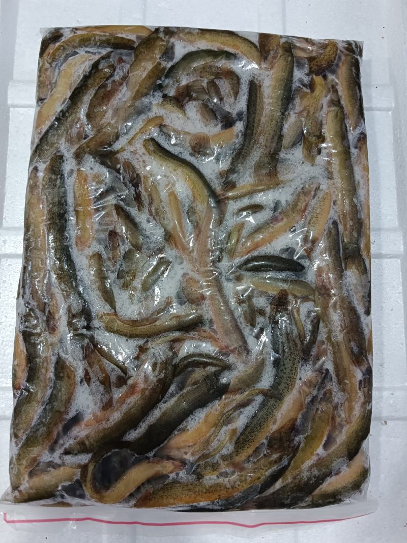 鲜冻台湾泥鳅海宝湾冻品