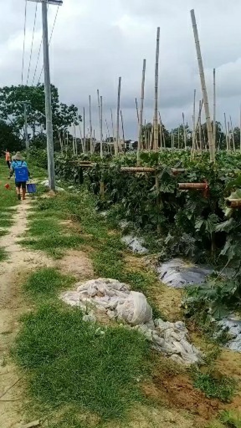 黑皮吊冬瓜30亩现货大量采购中欢迎新老客户田头看货下单采