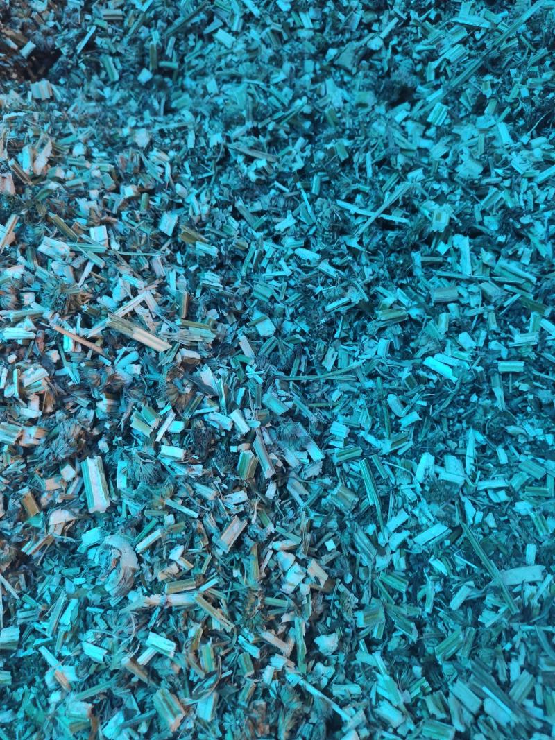 益母草干货益母草坤草中药材欢迎选购