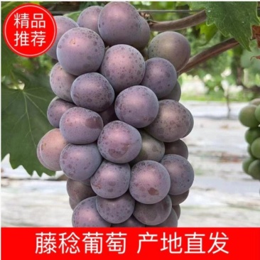 浙江精品葡萄，皮薄多汁，产地直发，保质保量！