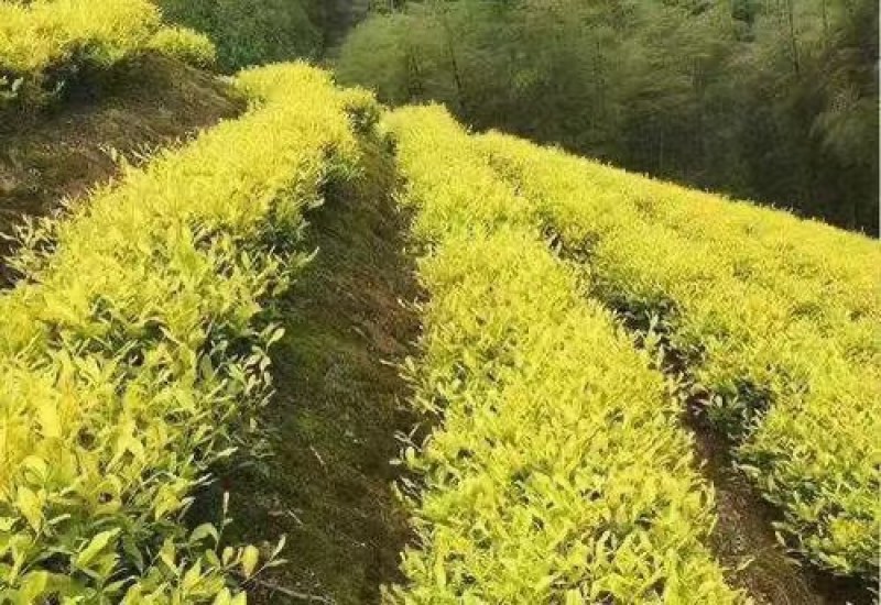 贵州茶/黄金芽/高原茶/生态茶