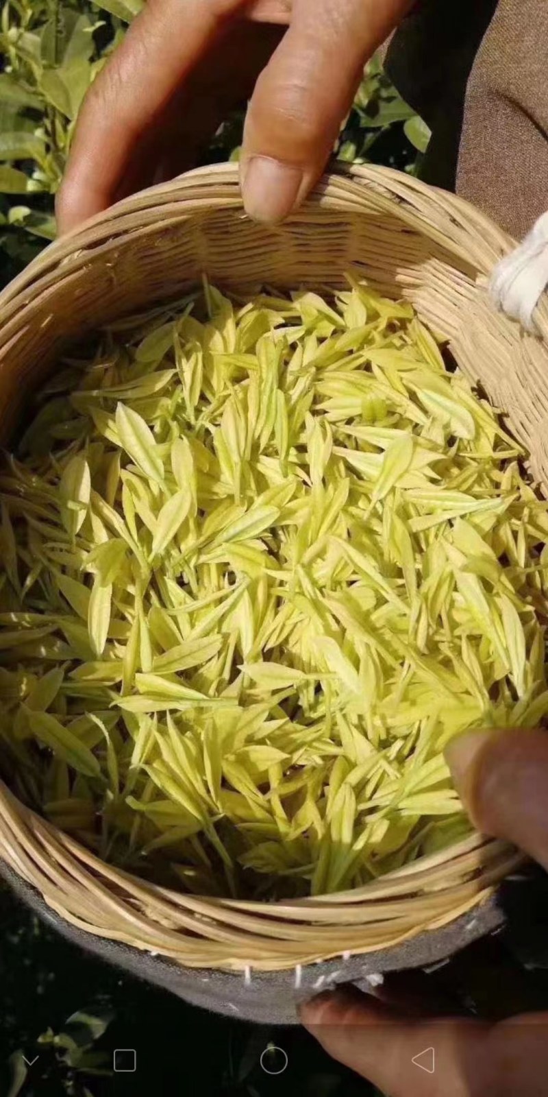 贵州茶/黄金芽/高原茶/生态茶