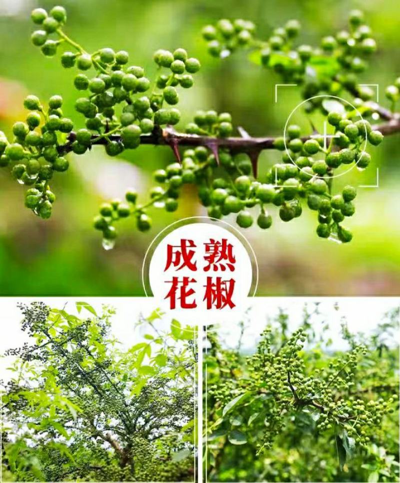 四川青花椒特麻特香青花椒颗粒饱满色香味俱全炖肉调料