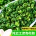 四川青花椒特麻特香青花椒颗粒饱满色香味俱全炖肉调料