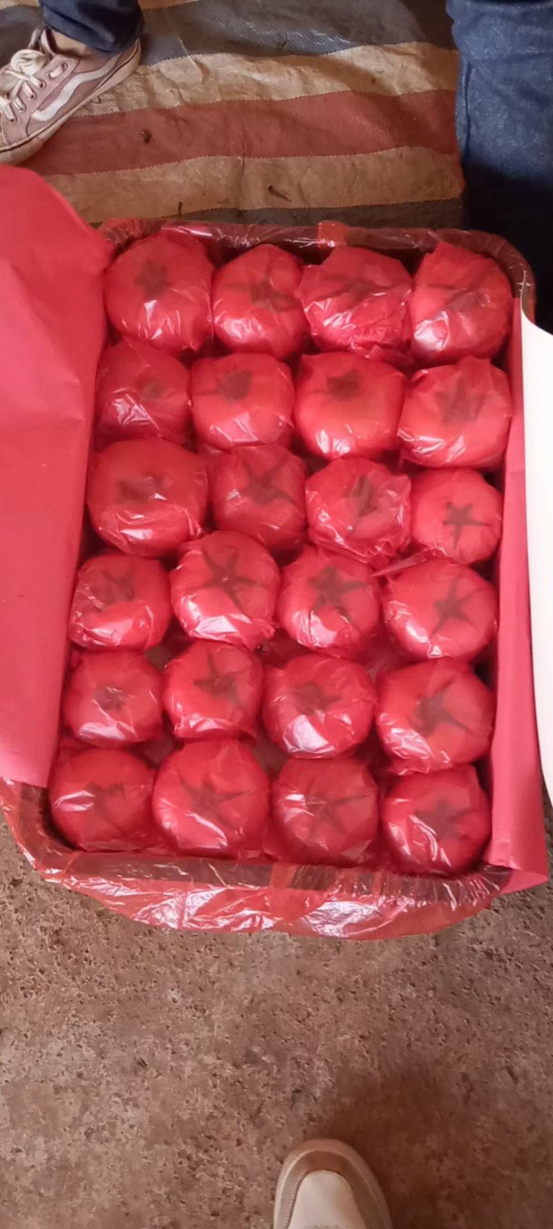 云南泸西番茄上市了