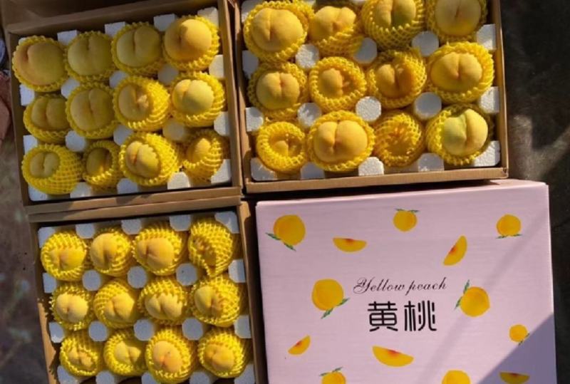 黄桃套袋果露天果各种毛桃油桃产地大量供应承接全国发货