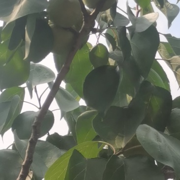 香白杏
