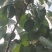香白杏
