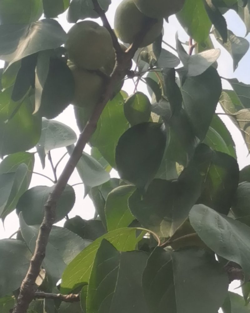 香白杏