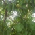 香白杏
